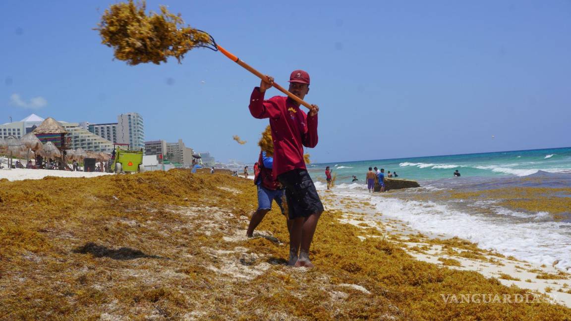 El sargazo no solo daña al turismo y a las playas, también a la salud de quienes lo retiran