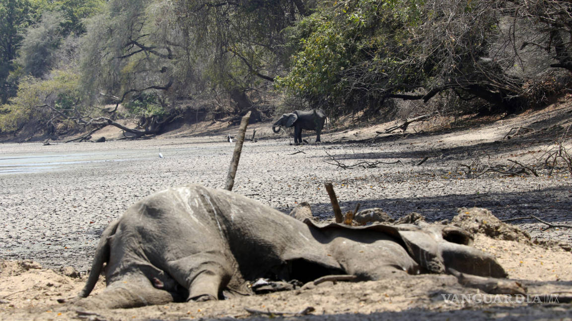 Grave sequía mata a elefantes en Zimbabue