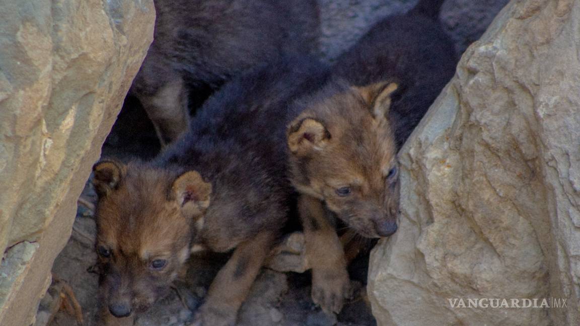 $!Museo del Desierto de Saltillo, ideal para la reproducción del lobo gris mexicano