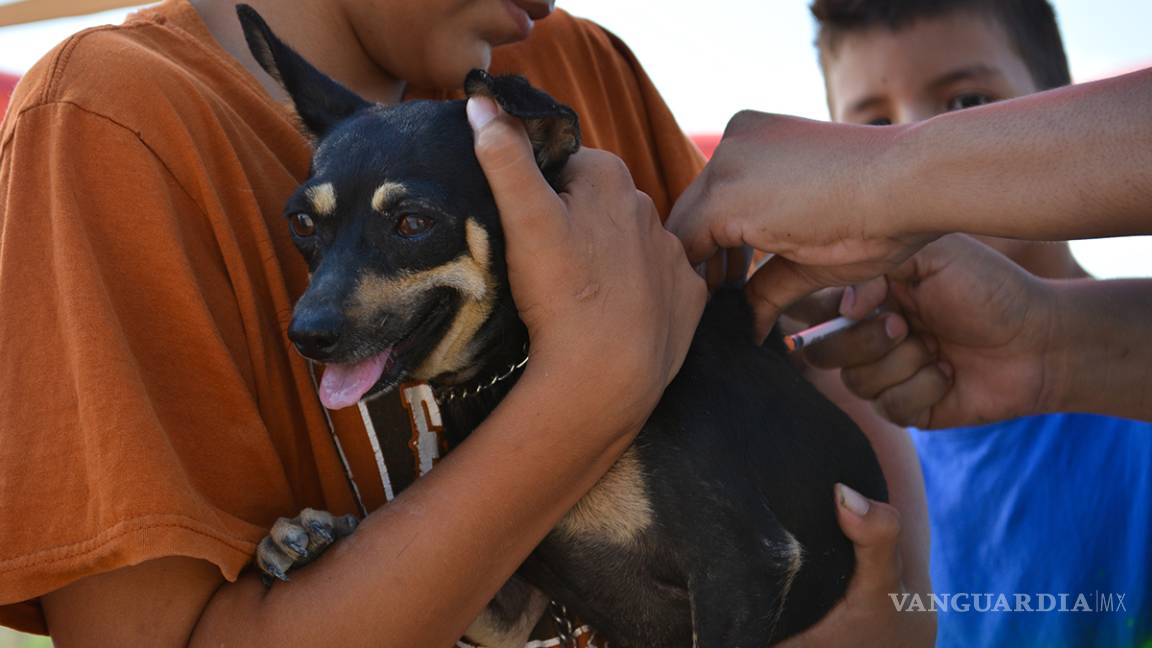 Ante próxima temporada de calor, especialistas recomiendan vacunar a las mascotas