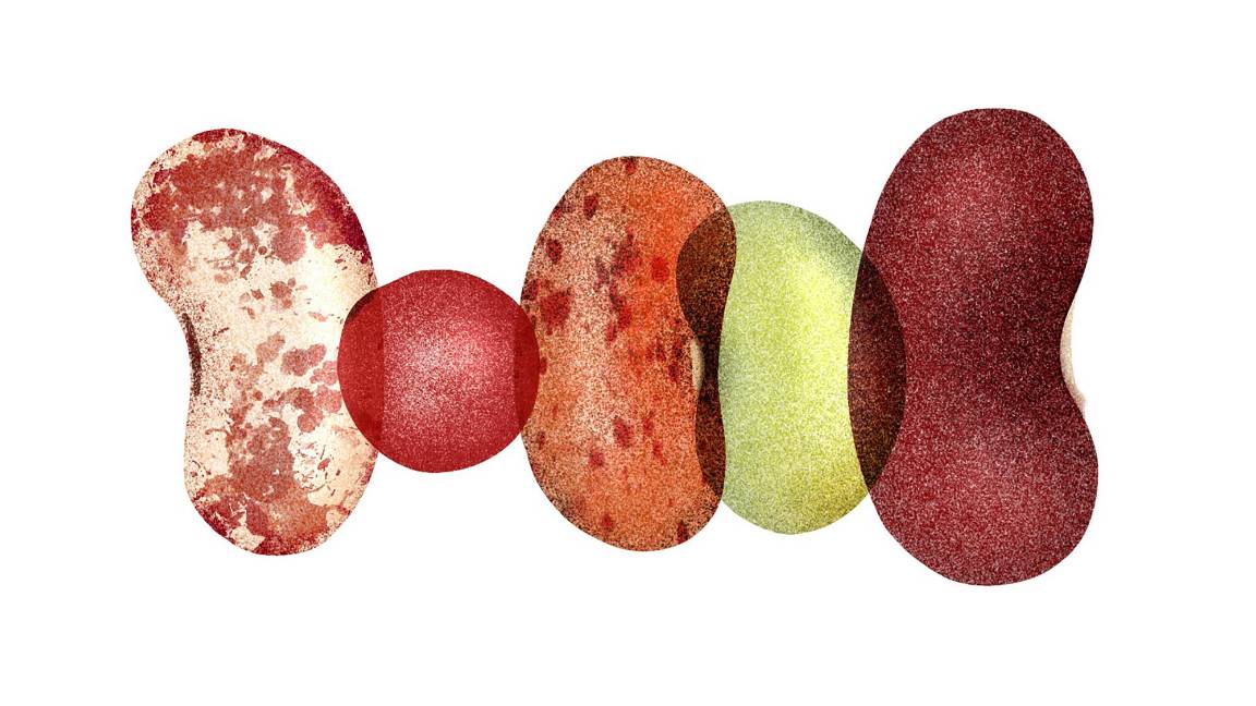 $!Las variedades comunes de frijoles no solo tienen un alto contenido en proteínas, también son excelentes fuentes de fibra, lo cual es fundamental para la salud intestinal e inmunológica