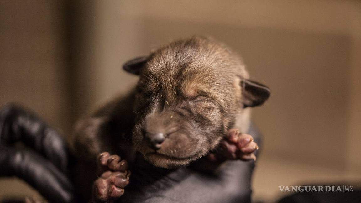 $!El zoológico Lincoln Park en Chicago tiene nuevos huéspedes, cuatro cachorros de lobo pelirrojo