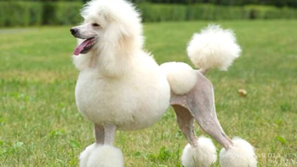 $!¿Cuáles son las 10 razas de perros más inteligentes?