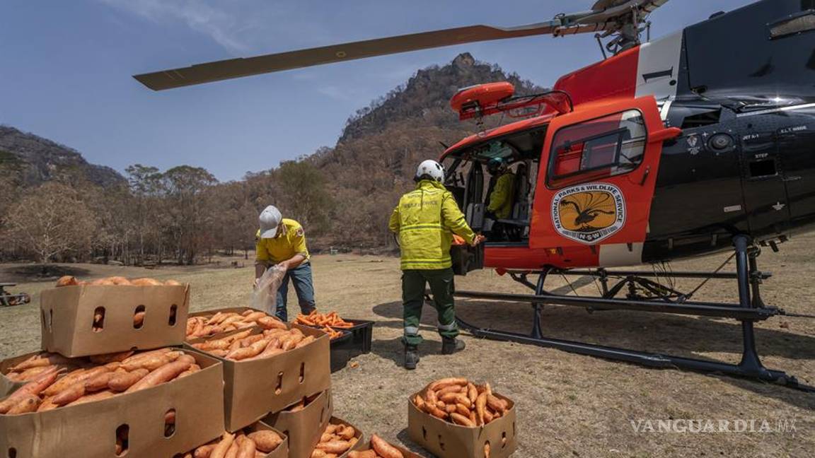 $!Australia intenta salvara a los animales afectados por incendios, lanza desde helicópteros comida