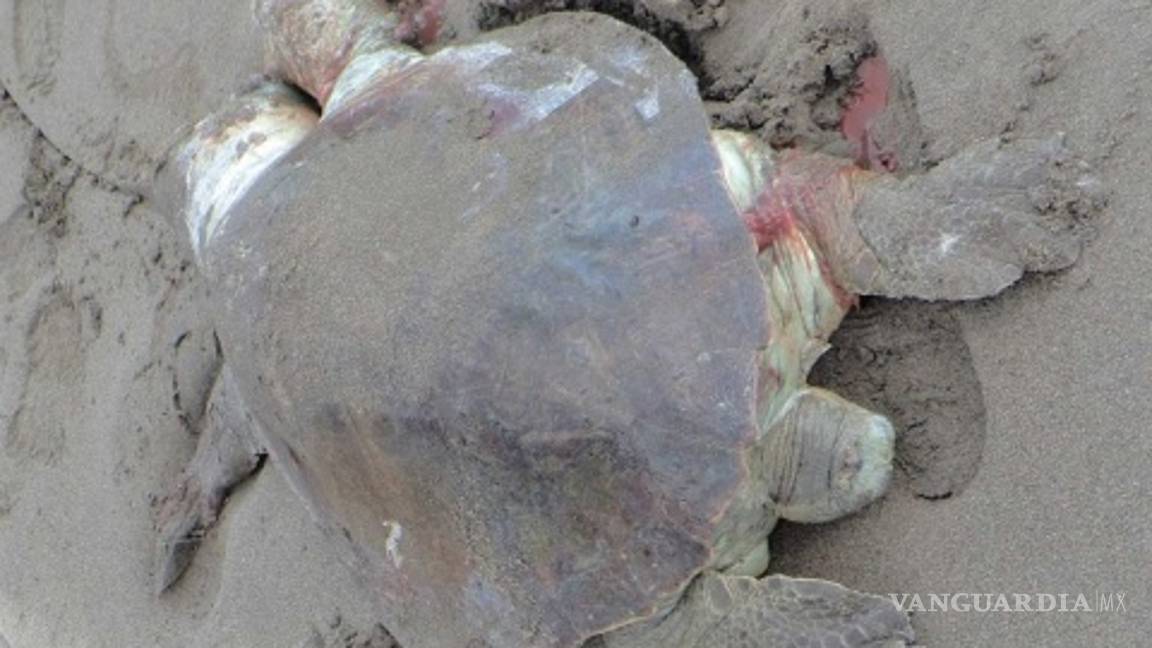 $!Misteriosa muerte de 113 tortugas en peligro de extinción, ya es investigado por Profepa