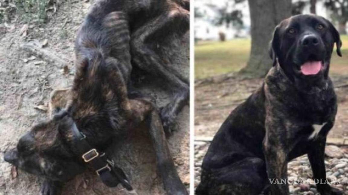 $!Para vengarse del ex, mujer casi mata de hambre a su perro