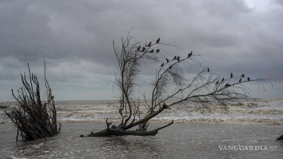 $!Los pájaros se posan en las ramas de un árbol talado por las inundaciones provocadas por el aumento del nivel del mar en el Golfo de México, en El Bosque.