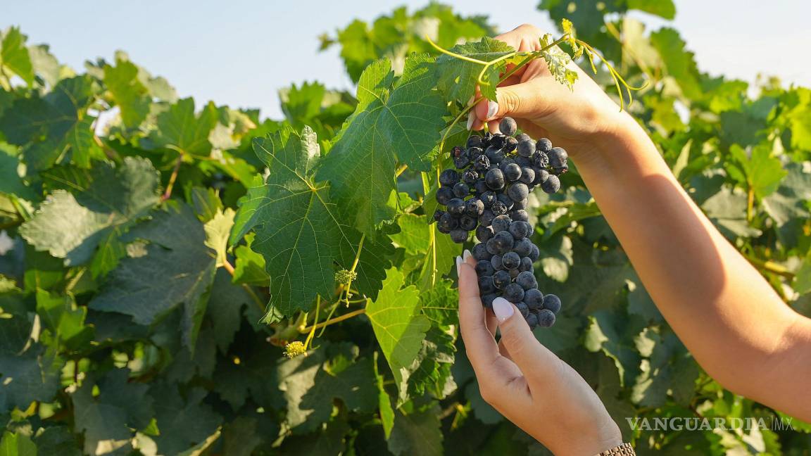 $!Proyectos vitivinícolas transforman la oferta turística de Ramos Arizpe.