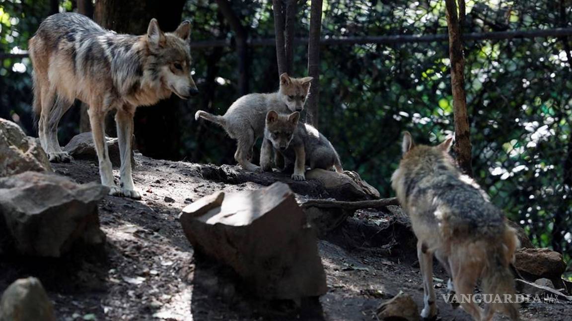 $!Cinco nuevas crias de lobo mexicano dan esperanza en mantener la especie