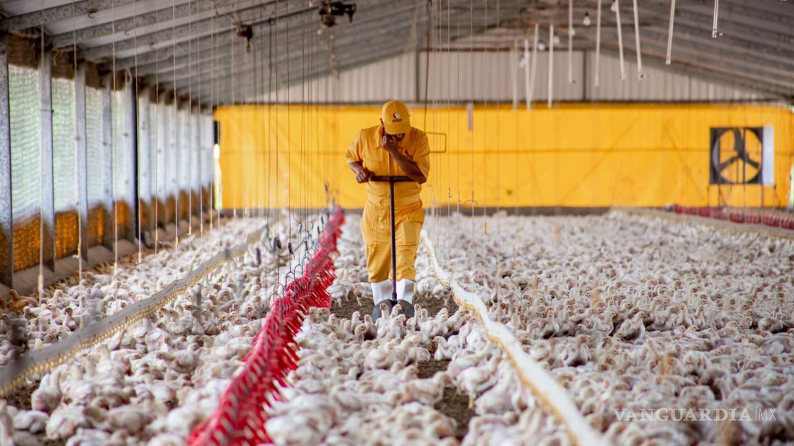 Detectan brote de influenza aviar en dos granjas de Coahuila; sacrifican a 70 mil aves