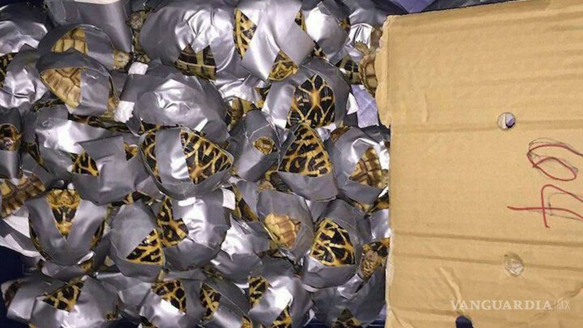 $!Encuentran mil 529 tortugas en maletas en aeropuerto de Filipinas