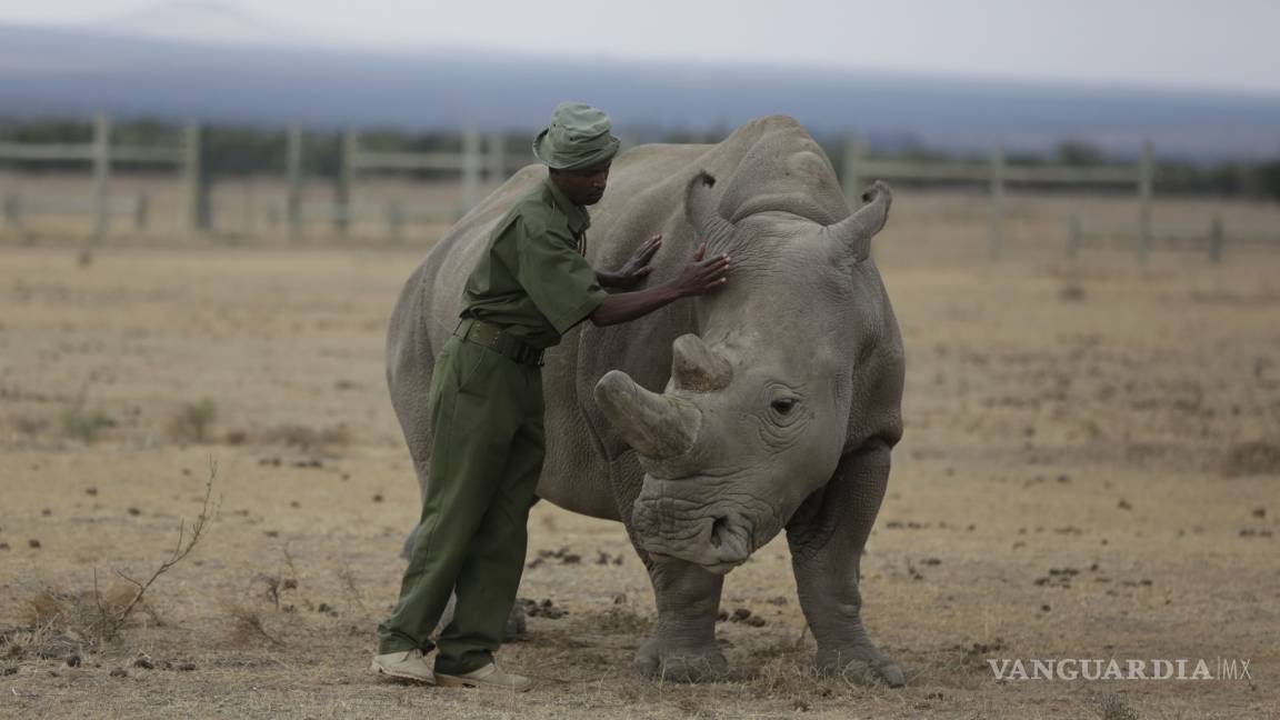 Empeora la salud del último rinoceronte blanco del norte del mundo