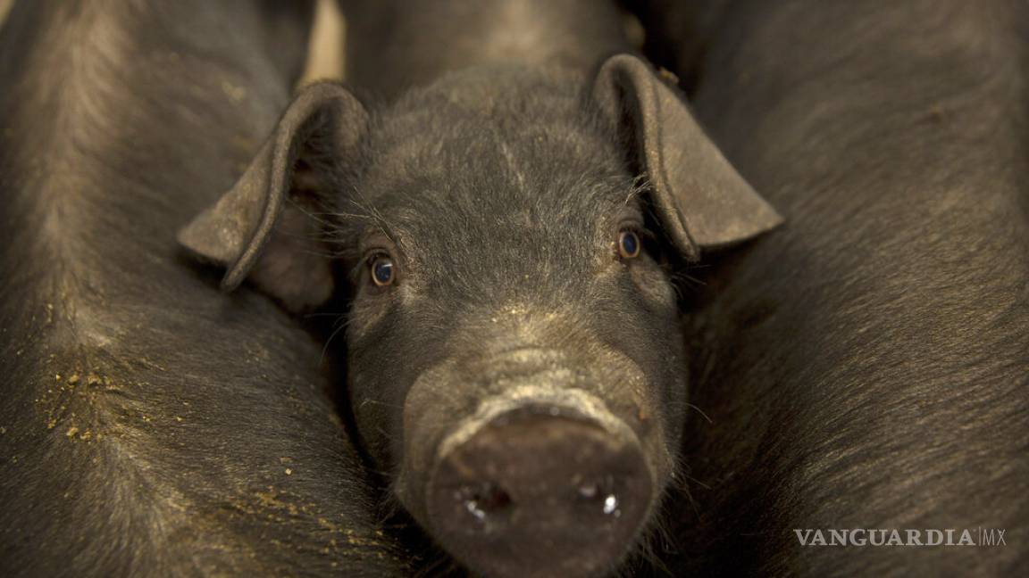 Peste porcina en China dispara el precio global del cerdo