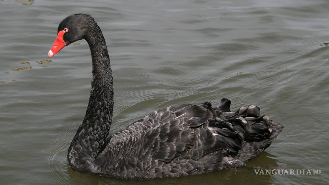 Cisne negro encuentra pareja a través de un anuncio en Alemania
