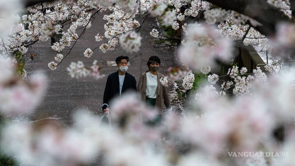 $!Rápida floración de los cerezos bate récords en Japón, creen que es por el cambio climático