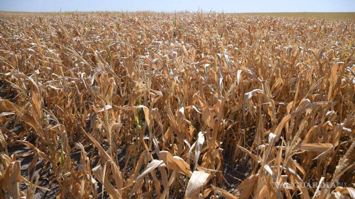 Enciende sequía alerta en el sector ganadero en Coahuila