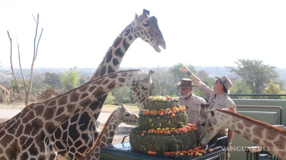 ¡Benito se reúne con su nueva familia! Con un pastel de pasto y zanahorias, le dan la bienvenida a la jirafa más amada de México