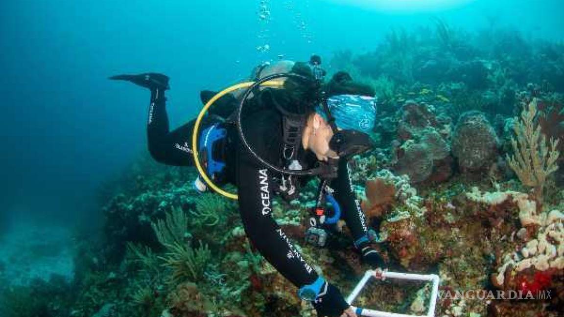 Hay una muerte masiva de corales en México, advierte la UNAM