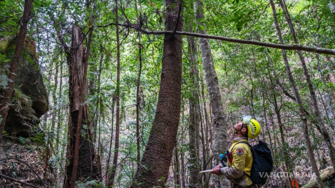 Bomberos australianos rescatan el último árbol prehistórico que queda en el mundo