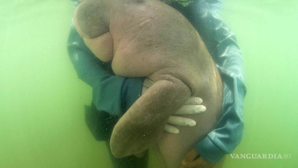 Marium, una cría de dugongo se encariña con sus cuidadores tailandeses