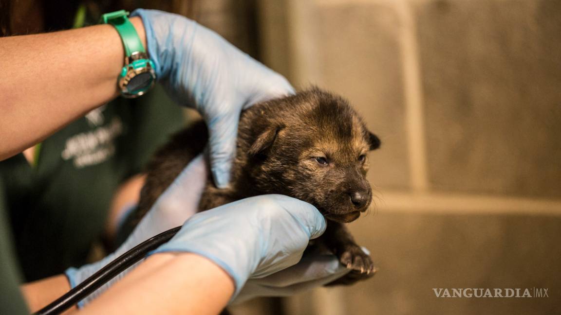 $!El zoológico Lincoln Park en Chicago tiene nuevos huéspedes, cuatro cachorros de lobo pelirrojo