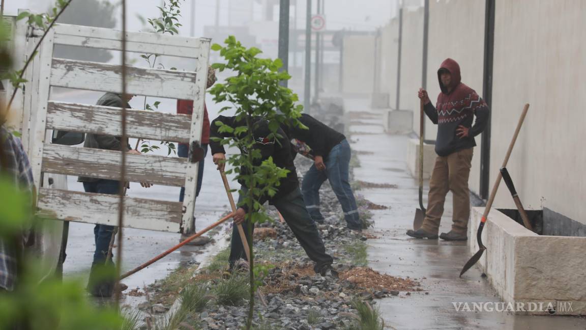 $!Vecinas y vecinos del fraccionamiento Bosque de las Lomas participaron en la reforestación de la vialidad Paseo de las Ardillas, junto a brigadas municipales.