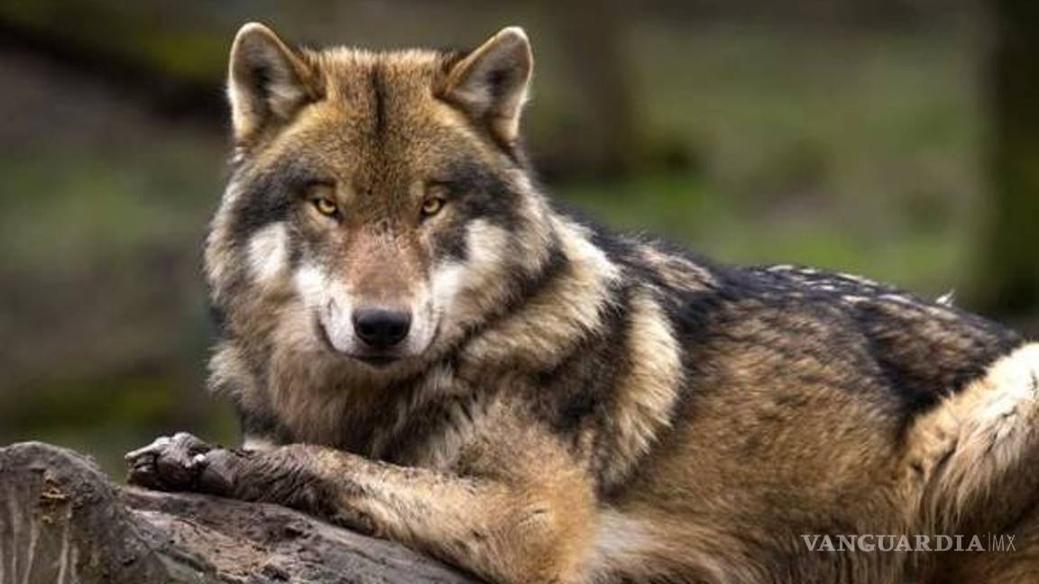 $!Tu jugo del día: Esto hace Evo Morales en México