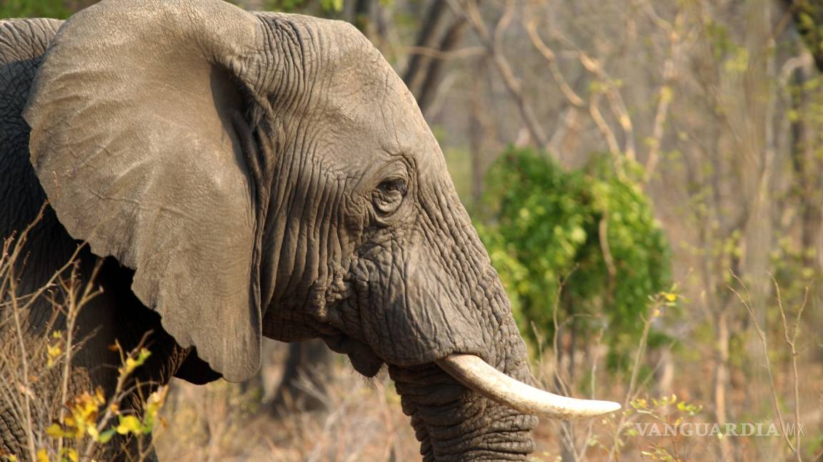 Envenenan a 26 elefantes en Zimbabue; van 40 en últimos días