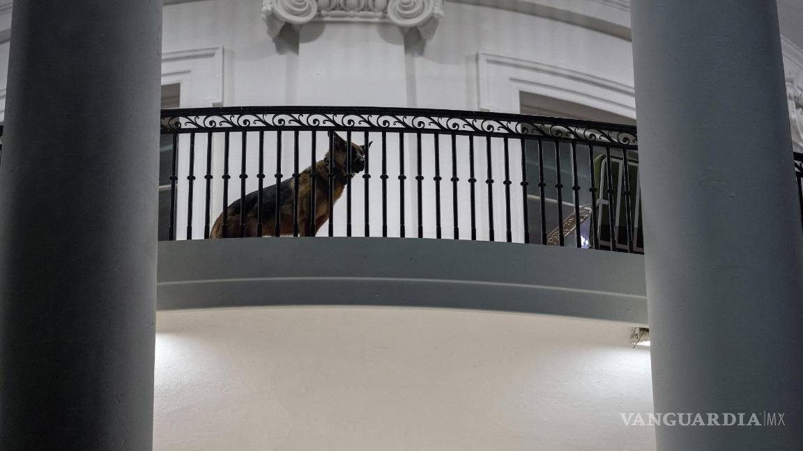 $!Commander, perro de Joe Biden, presidente de Estados Unidos.