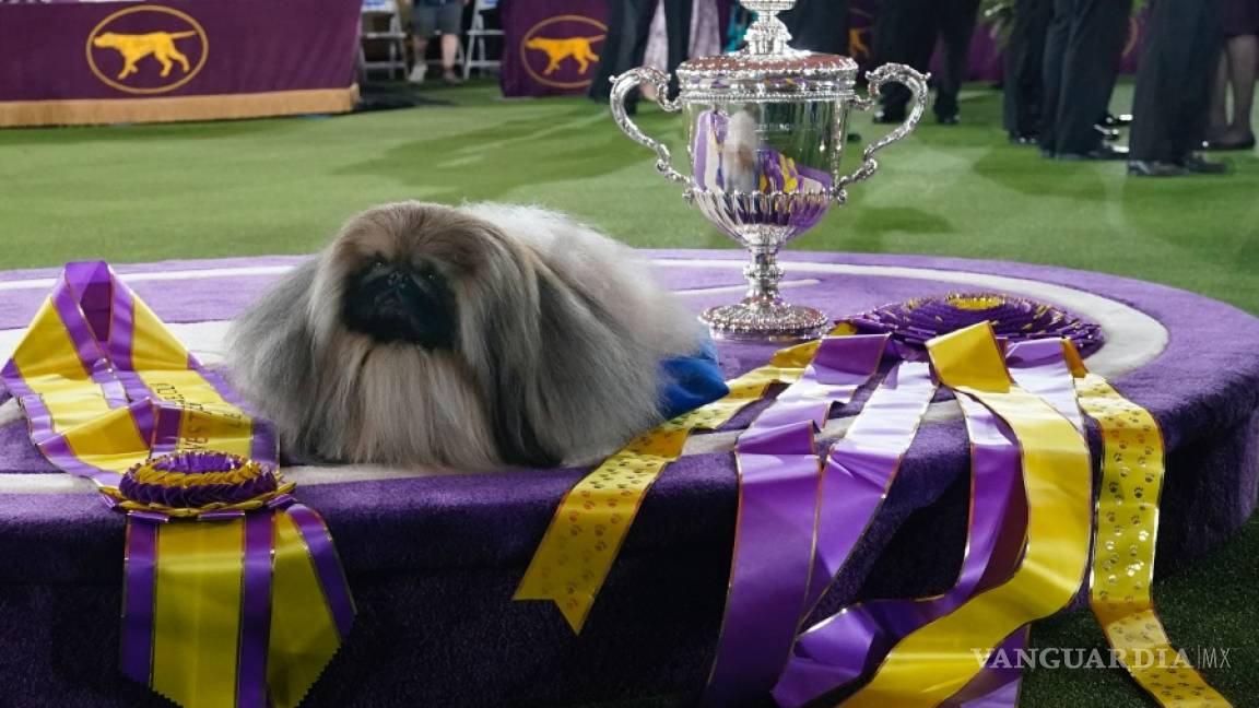 Wasabi, un pequinés gana en la exposición canina de Westminster Kennel Club