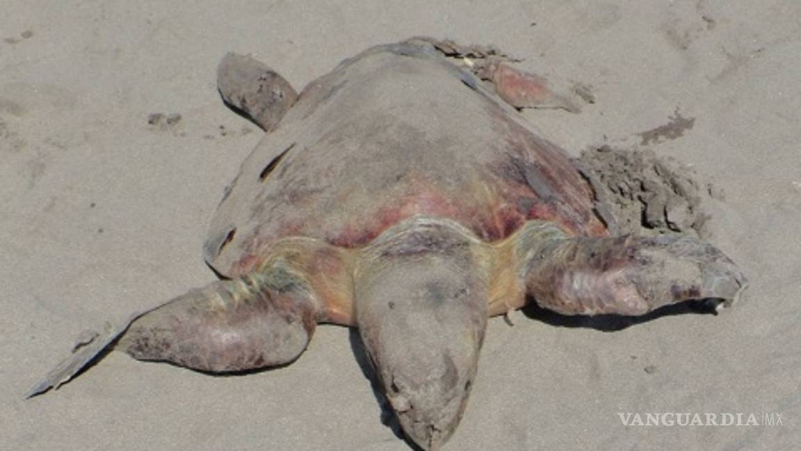 $!Misteriosa muerte de 113 tortugas en peligro de extinción, ya es investigado por Profepa