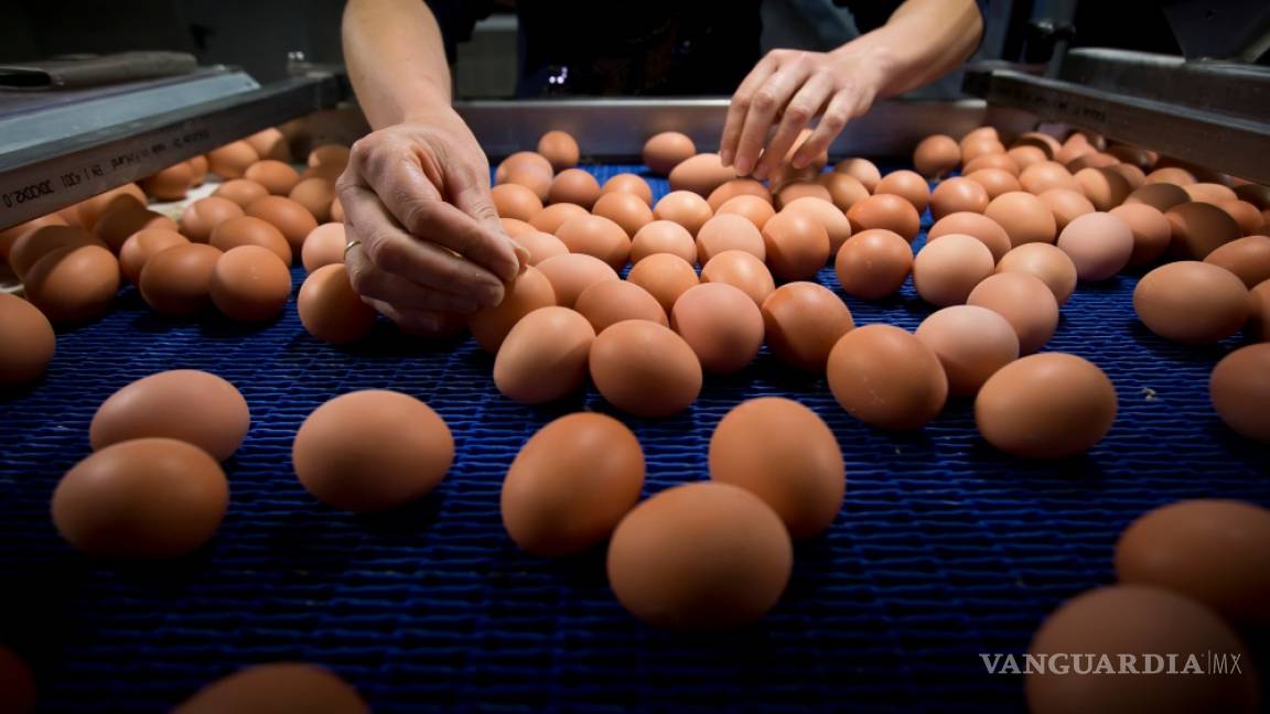 Descubren niveles peligrosos de insecticida en huevos de Bélgica