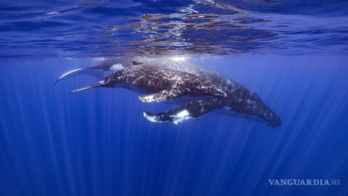 $!Una ballena jorobada y su cría en Papeete, Polinesia Francesa. Se sabe que las jorobadas componen elaboradas canciones que viajan a través de océanos.
