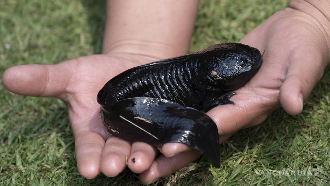 $!Una mujer con un ajolote en una presentación a los medios en Xochimilco, una delegación de Ciudad de México.