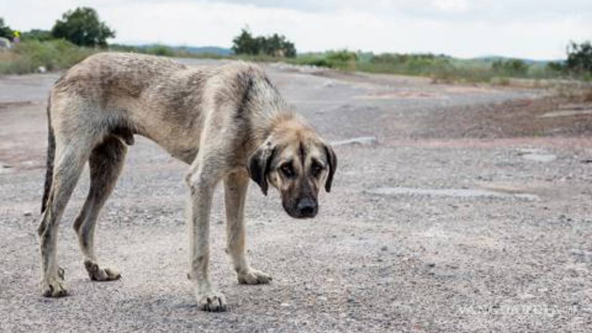 $!Sin castigo, denuncias por maltrato animal en Saltillo
