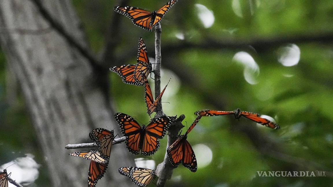 $!El número de ejemplares en los 48 estados disminuyó en promedio de un 1.3% anual desde el cambio de siglo.