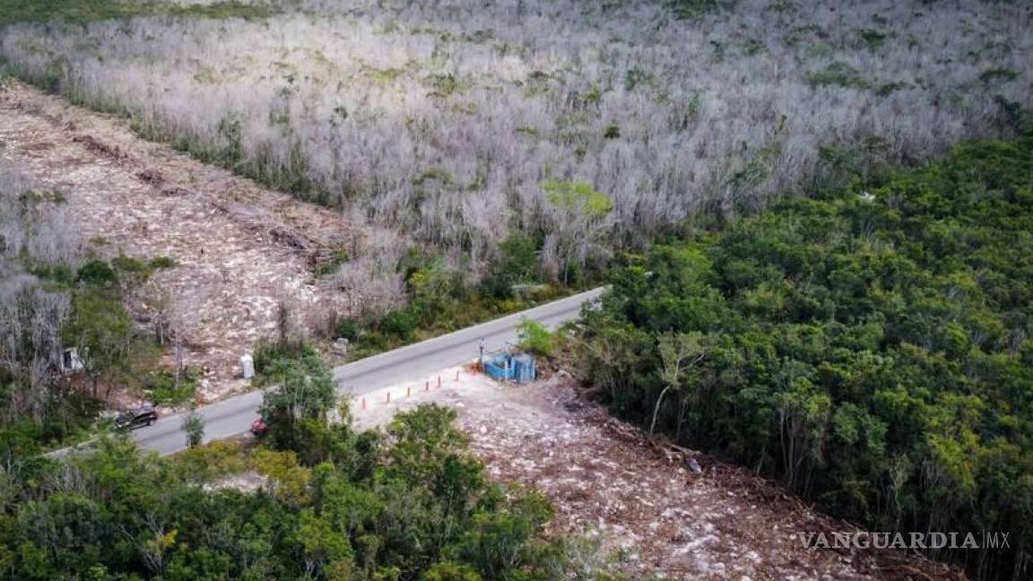 ‘Paran’ al Tren Maya de nuevo, frenan tala de selva en Tramo 5