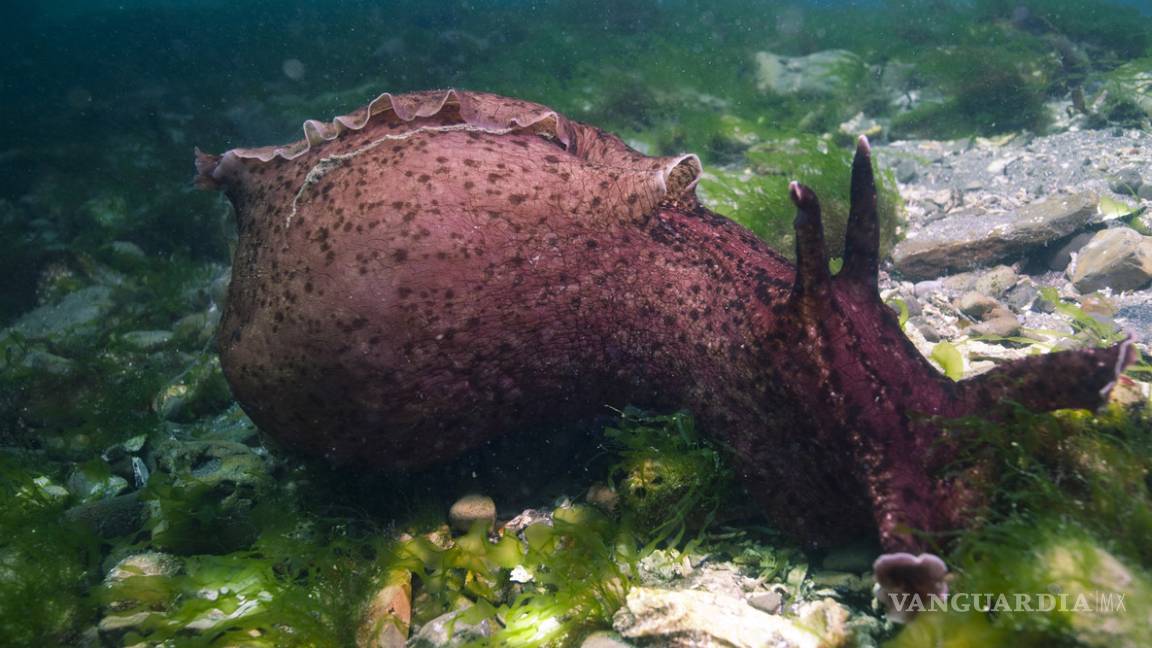 $!Científicos transfieren recuerdos entre seres vivos