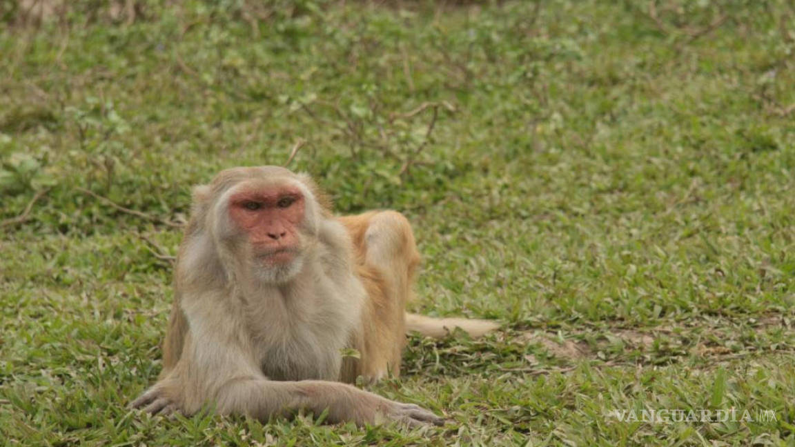Investigación sugiere que algunos monos son propensos al aislamiento social