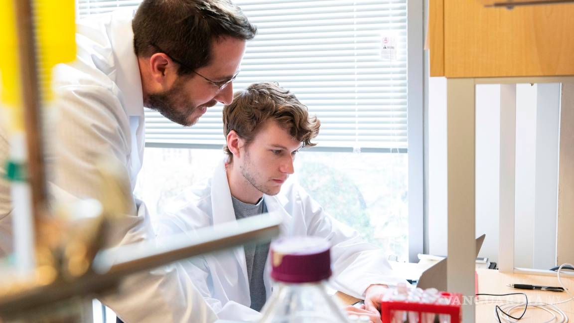 $!Descubren que los anticuerpos de las llamas neutralizan al COVID-19