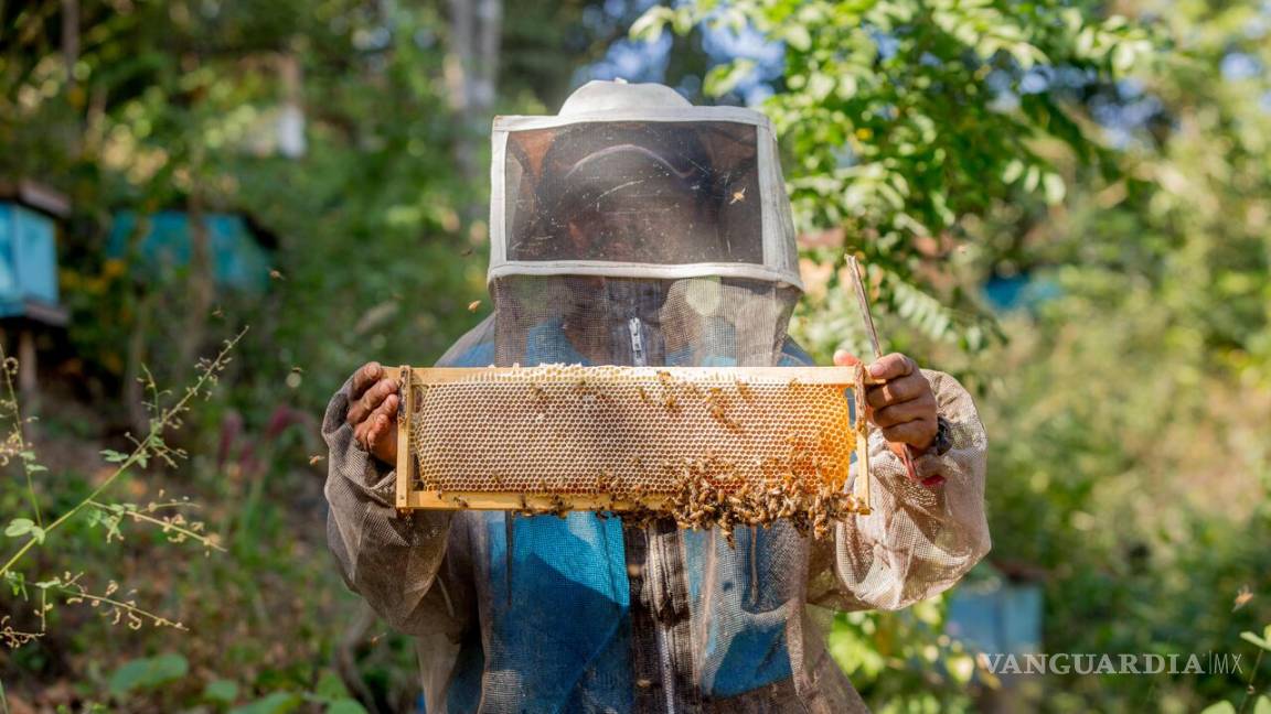 Productores mexicanos de miel alcanzan ventas por 27.3 millones de dólares a compradores europeos