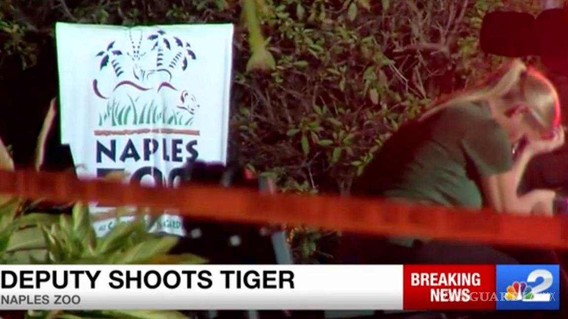 Matan a tiros a tigre de zoológico, luego de atacar a un trabajador de limpieza