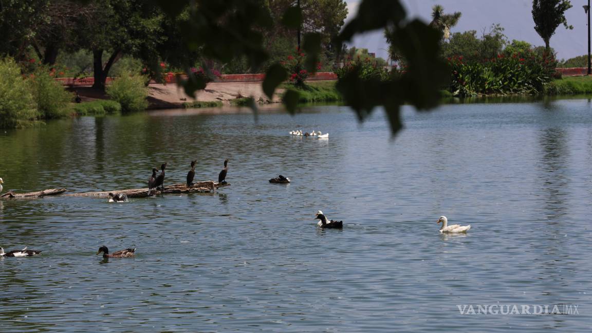 $!Autoridades aseguran que el lago no presenta condiciones insalubres ni enfermedades.