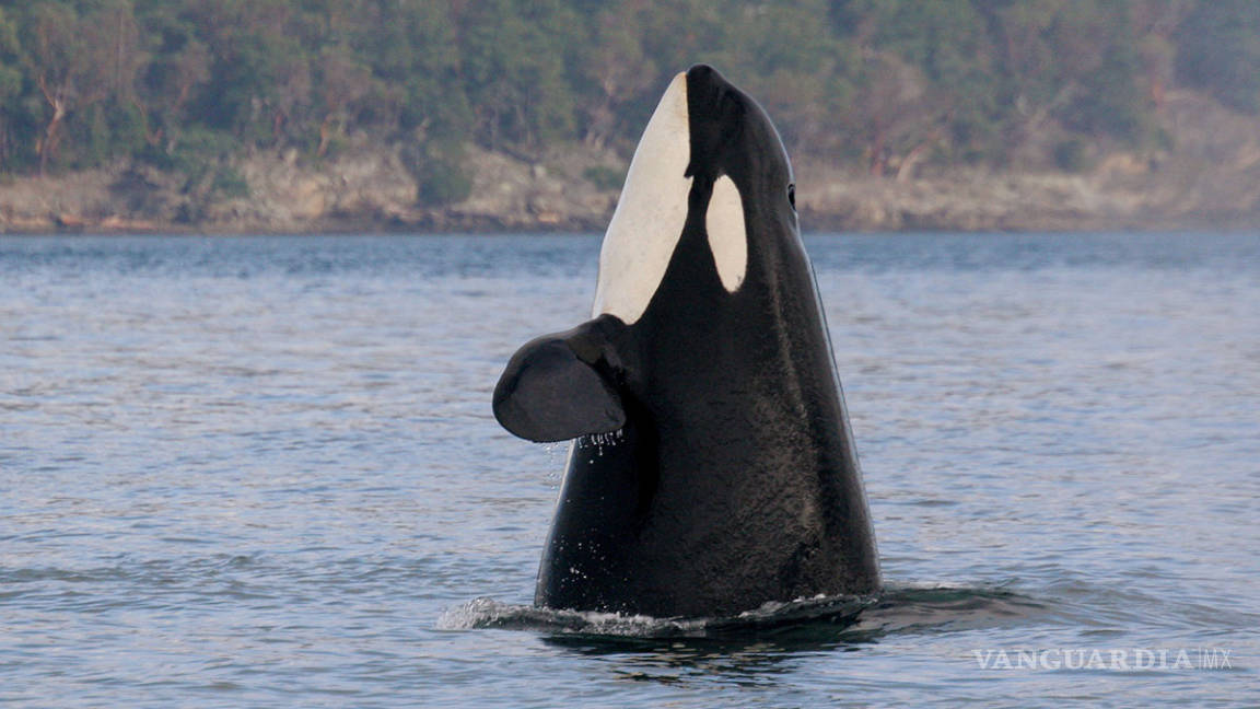 Falleció la orca más vieja del mundo, ‘Granny’