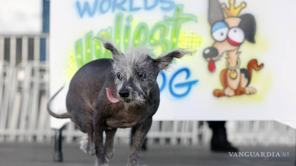 $!Scooter camina hacia el escenario para recibir su premio por ser “el perro más feo del mundo”.