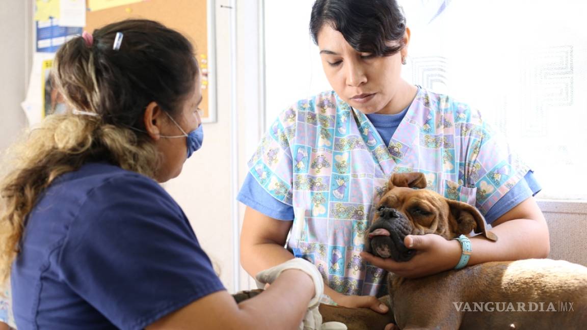 Grave aniversario En riesgo Ofrecen tratamientos de quimioterapia a bajo costo para perros de Monclova