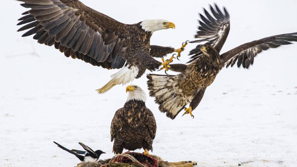 $!Águilas calvas compiten por el cadáver de un venado en Montana. AP/Estelle Shuttleworth