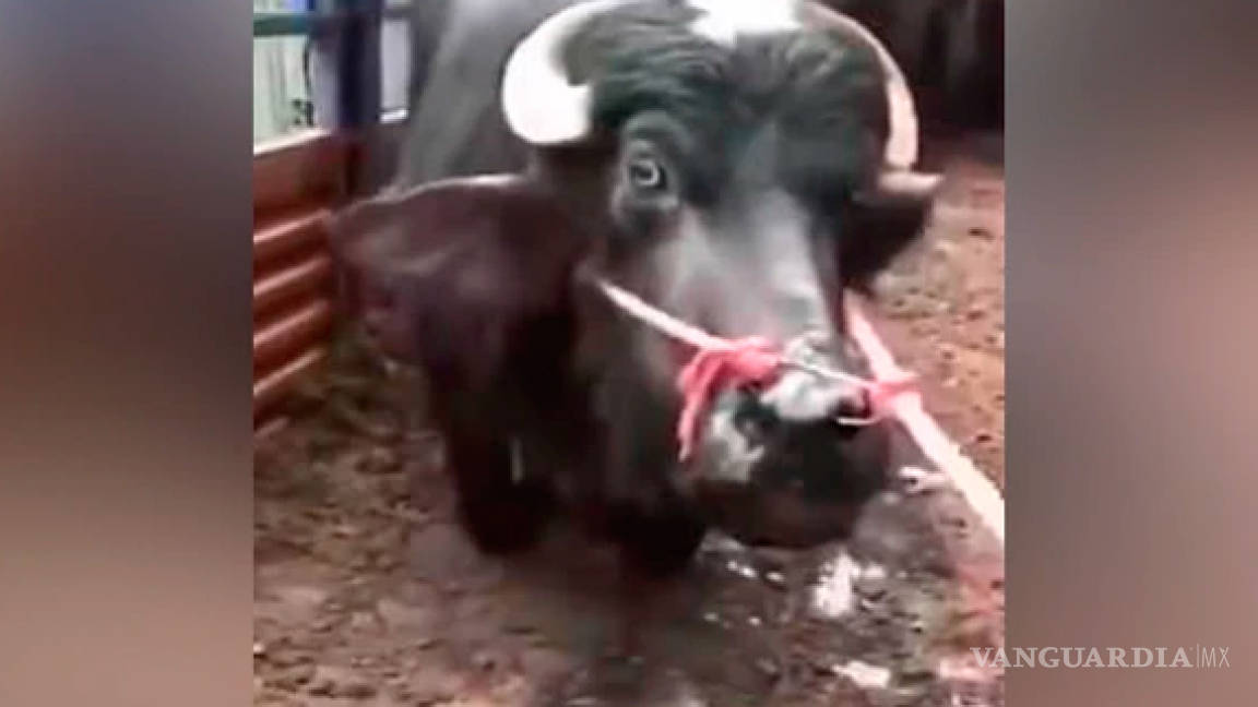 Vaca se “arrodilla” ante trabajadores de un matadero, se salva de morir