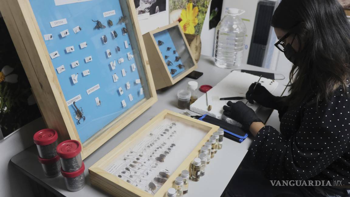 $!Una especialista analiza insectos recolectados de enterramientos clandestinos en Jalisco, que son estudiados como parte de un proyecto para ayudar en la búsqueda de personas desaparecidas en México