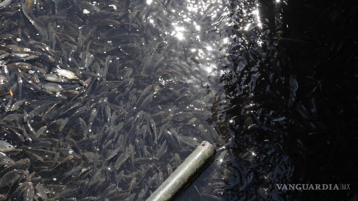 $!Descartan contaminación del agua como causa de la muerte de los peces.